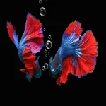 Betta Fish