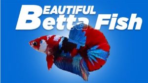 Buy Rare Premium Betta Fish for Sale from USA